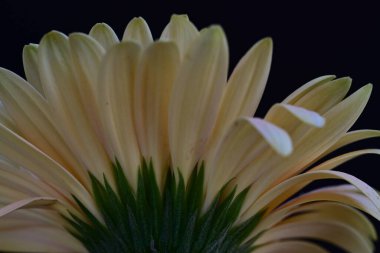 Karanlık arka planda güzel Gerbera çiçeği, yaz konsepti, yakın görüş