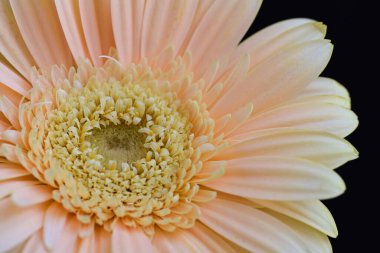 Karanlık arka planda güzel Gerbera çiçeği, yaz konsepti, yakın görüş