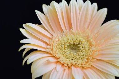 Karanlık arka planda güzel Gerbera çiçeği, yaz konsepti, yakın görüş
