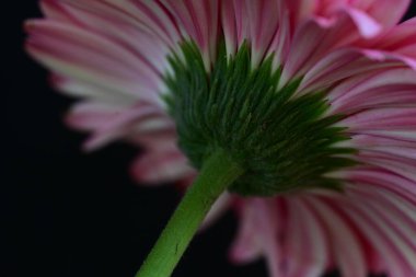 Karanlık arka planda güzel Gerbera çiçeği, yaz konsepti, yakın görüş