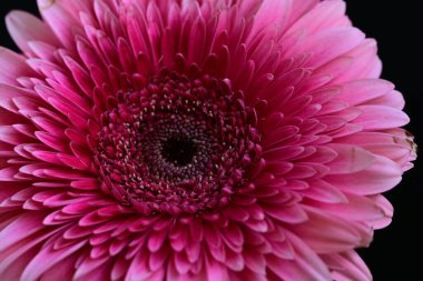 Karanlık arka planda güzel Gerbera çiçeği, yaz konsepti, yakın görüş