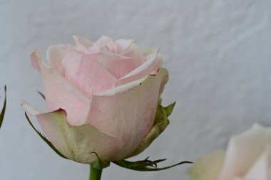 Güzel gül çiçeği, yaz konsepti, yakın manzara