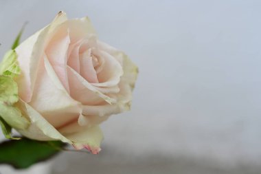 Güzel gül çiçeği, yaz konsepti, yakın manzara