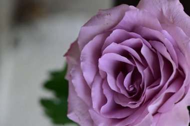 Güzel gül çiçeği, yaz konsepti, yakın manzara