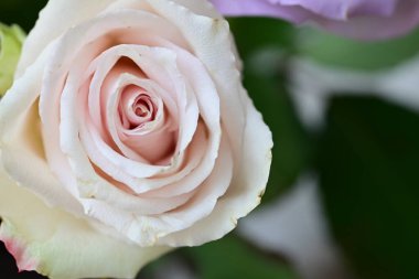 Güzel gül çiçeği, yaz konsepti, yakın manzara