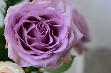 Güzel gül çiçeği, yaz konsepti, yakın manzara