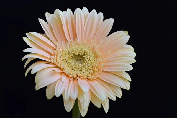 Schöne Gerbera Blume Auf Dunklem Hintergrund Sommerkonzept Nahsicht — Stockfoto