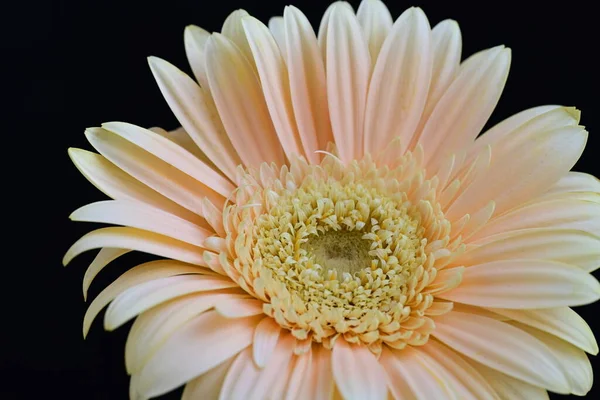 Karanlık arka planda güzel Gerbera çiçeği, yaz konsepti, yakın görüş