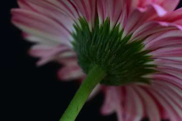 Krásný Gerbera Květ Tmavém Pozadí Letní Koncept Zblízka — Stock fotografie