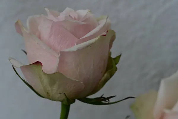 Güzel Gül Çiçeği Yaz Konsepti Yakın Manzara — Stok fotoğraf