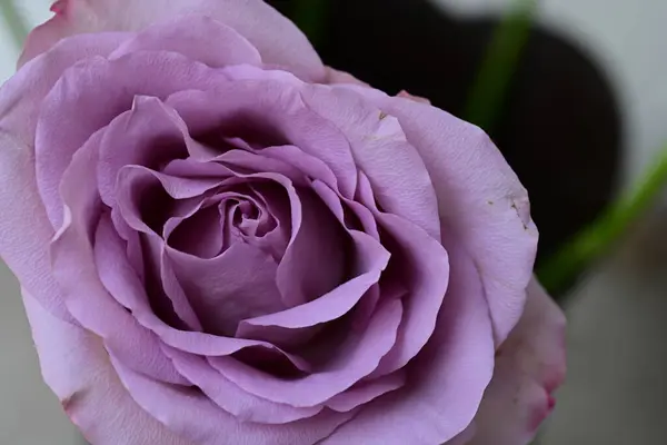 Bela Rosa Flor Conceito Verão Vista Perto — Fotografia de Stock