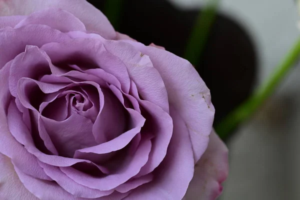 Bela Rosa Flor Conceito Verão Vista Perto — Fotografia de Stock