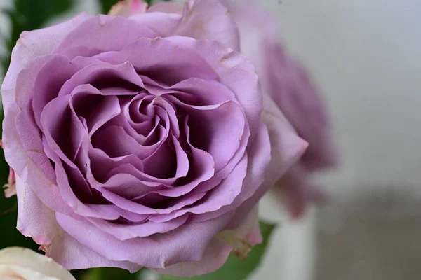 Piękny Kwiat Róży Koncepcja Latem Widok Bliska — Zdjęcie stockowe