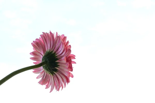 beautiful gerbera  flower on  sky background