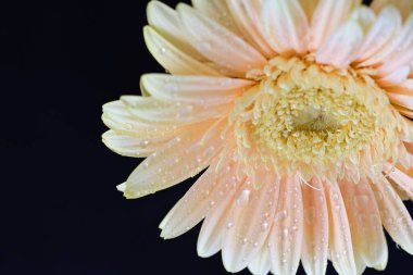 Karanlık arka planda güzel Gerbera çiçeği, yaz konsepti, yakın görüş