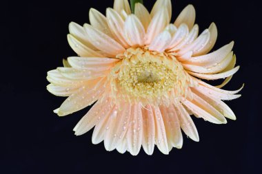 Karanlık arka planda güzel Gerbera çiçeği, yaz konsepti, yakın görüş