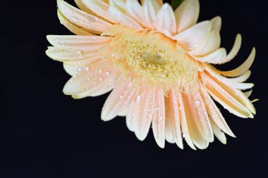 Karanlık arka planda güzel Gerbera çiçeği, yaz konsepti, yakın görüş