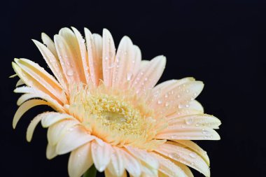 Karanlık arka planda güzel Gerbera çiçeği, yaz konsepti, yakın görüş