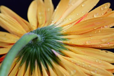 Karanlık arka planda güzel Gerbera çiçeği, yaz konsepti, yakın görüş