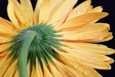 Karanlık arka planda güzel Gerbera çiçeği, yaz konsepti, yakın görüş