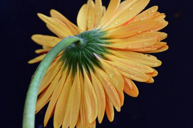 Karanlık arka planda güzel Gerbera çiçeği, yaz konsepti, yakın görüş