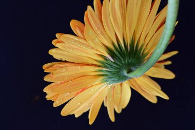 Karanlık arka planda güzel Gerbera çiçeği, yaz konsepti, yakın görüş