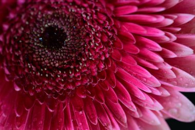 Siyah arkaplanda güzel parlak gerbera çiçeği, yakın görüş