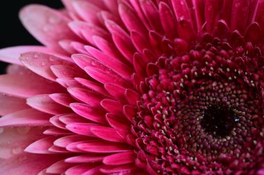 Siyah arkaplanda güzel parlak gerbera çiçeği, yakın görüş