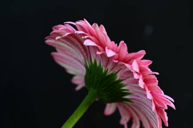 Siyah arkaplanda güzel parlak gerbera çiçeği, yakın görüş