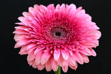 Siyah arkaplanda güzel parlak gerbera çiçeği, yakın görüş