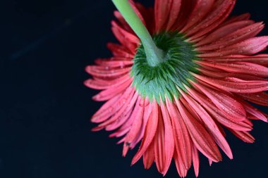 Siyah arkaplanda güzel parlak gerbera çiçeği, yakın görüş