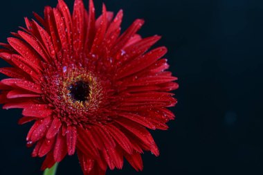 Siyah arkaplanda güzel parlak gerbera çiçeği, yakın görüş