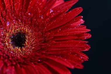 Siyah arkaplanda güzel parlak gerbera çiçeği, yakın görüş