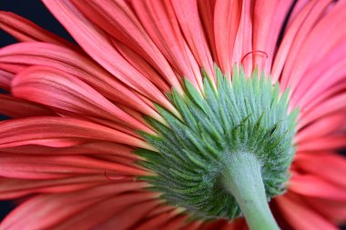 Siyah arkaplanda güzel parlak gerbera çiçeği, yakın görüş