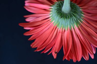 Siyah arkaplanda güzel parlak gerbera çiçeği, yakın görüş