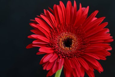 Siyah arkaplanda güzel parlak gerbera çiçeği, yakın görüş