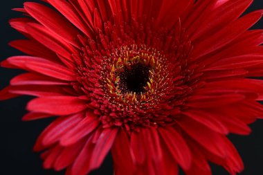 Siyah arkaplanda güzel parlak gerbera çiçeği, yakın görüş