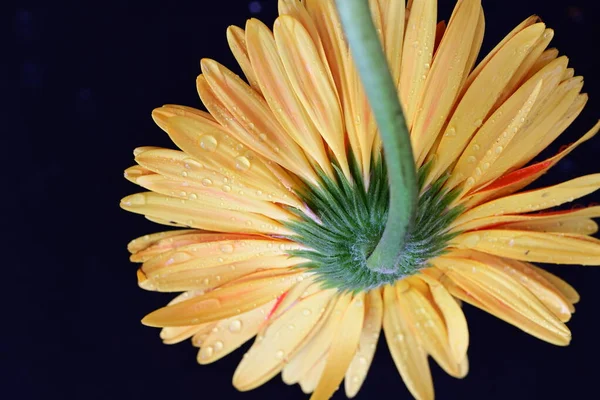 Karanlık arka planda güzel Gerbera çiçeği, yaz konsepti, yakın görüş