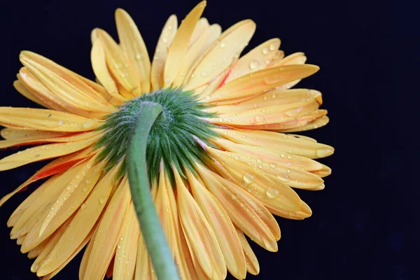 Karanlık arka planda güzel Gerbera çiçeği, yaz konsepti, yakın görüş