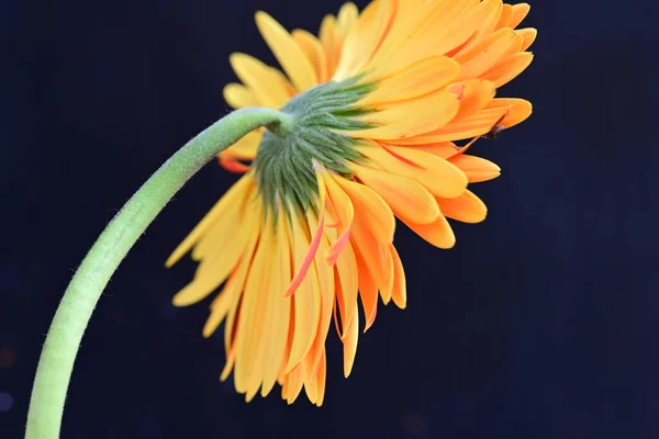 Siyah Arkaplanda Güzel Parlak Gerbera Çiçeği Yakın Görüş — Stok fotoğraf
