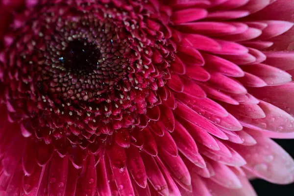 Siyah arkaplanda güzel parlak gerbera çiçeği, yakın görüş