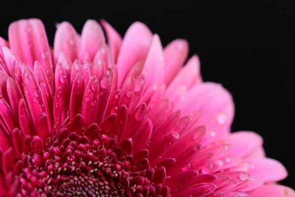 Siyah arkaplanda güzel parlak gerbera çiçeği, yakın görüş