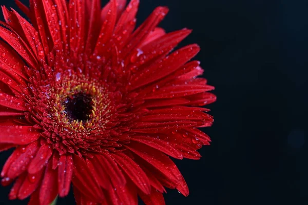 Siyah arkaplanda güzel parlak gerbera çiçeği, yakın görüş