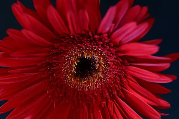 Krásný Jasný Gerbera Květ Černém Pozadí Zblízka Pohled — Stock fotografie