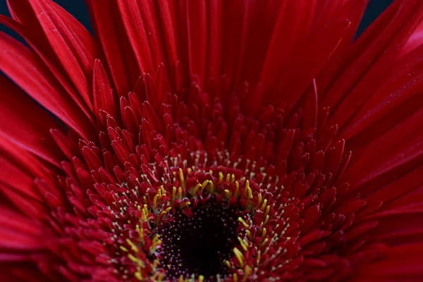 Schöne Helle Gerbera Blume Auf Schwarzem Hintergrund Nahsicht — Stockfoto
