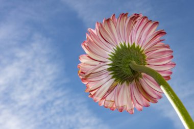 Gökyüzü arka planında güzel Gerbera çiçeği 