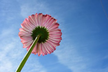 gerbera çiçek gökyüzü arka plan üzerinde 