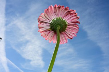 gerbera çiçek gökyüzü arka plan üzerinde 