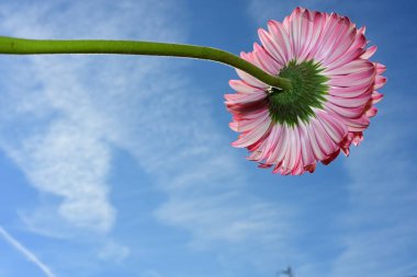 gerbera çiçek gökyüzü arka plan üzerinde 