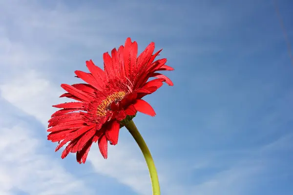 gerbera  flower on  sky background